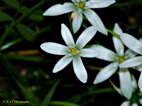 {Ornithogalum umbellatum}